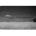 Фотоплівка ILFORD SFX 200 35мм 36 кадрів Фотоплівка ILFORD SFX 200 35мм 36 кадрів